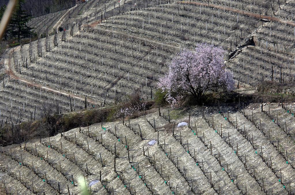 베르두노 Cascina Arcangelo Raffaele 빌라 외부 사진